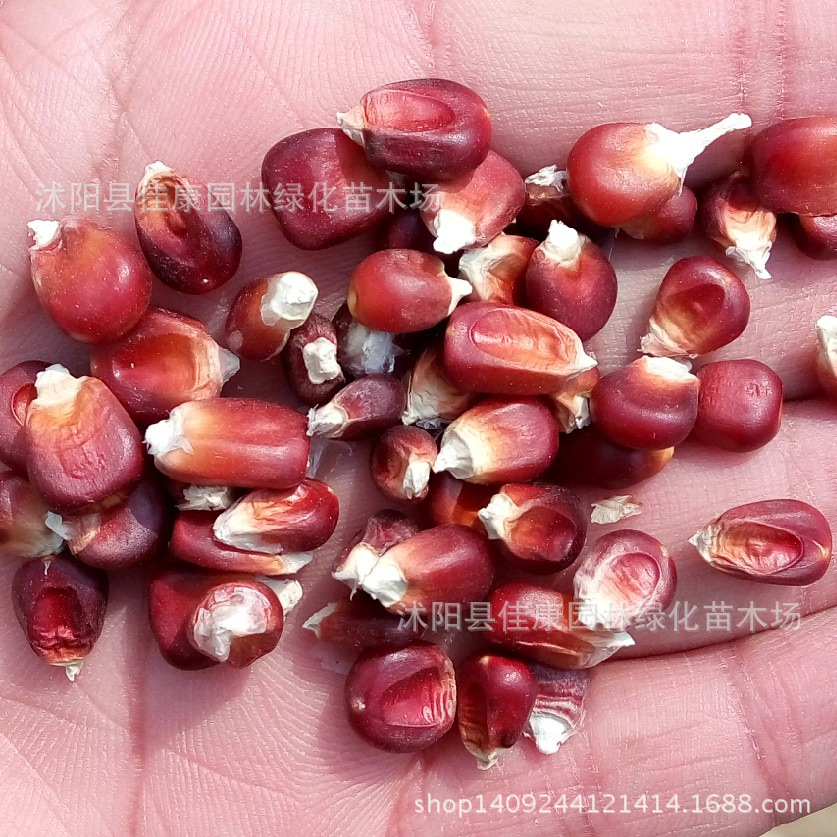 ������1_����