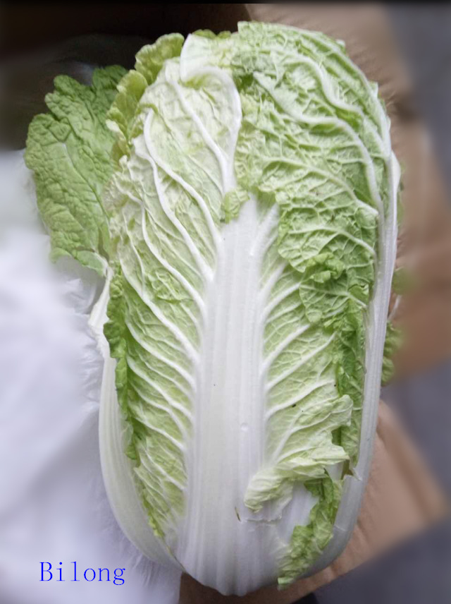 chinese cabbage3