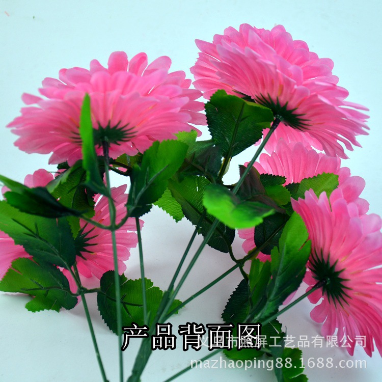 7头非洲菊细节图2