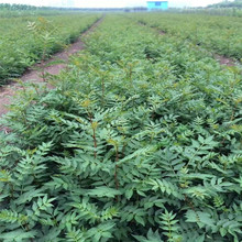 ��t�ۻ������� ������Nֲ���g ���������ăr��