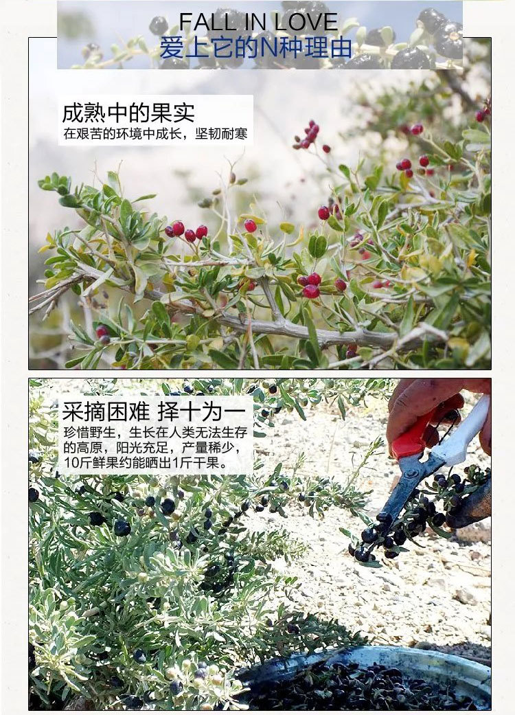 Dried Black Goji Berries Hei Gou Qi Zi Qinghai Black Wolfberry 60g Bottle Ready to Eat specifications