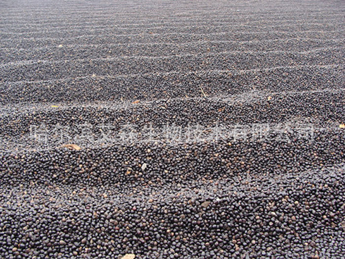 牡丹籽晾晒