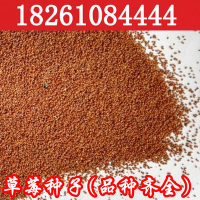 白草莓 四季盆栽奶油草莓种子 奶油草莓种子 可四季播种 多年可采|ru