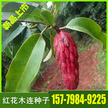 木蓮苗 木蓮苗批發 促銷價格 產地貨源 阿里巴巴