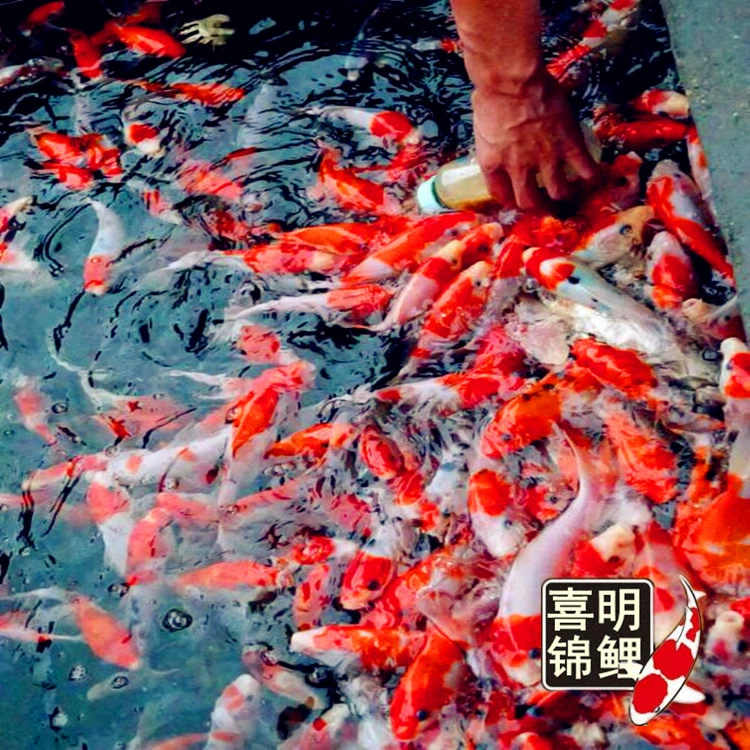 Рыбы, кормящие грудью, выпускаются в роскошный умный пруд для рыбалки на рыб, кормящих грудью.