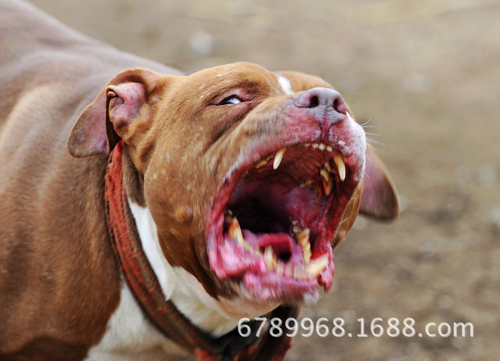 比特犬