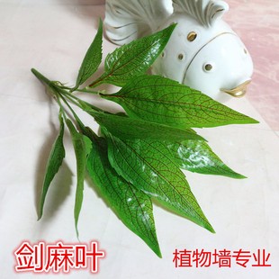 ����ֲ��G��ֲ�҃ȱ����������ƺ�s���~�Ӡ����b����~��