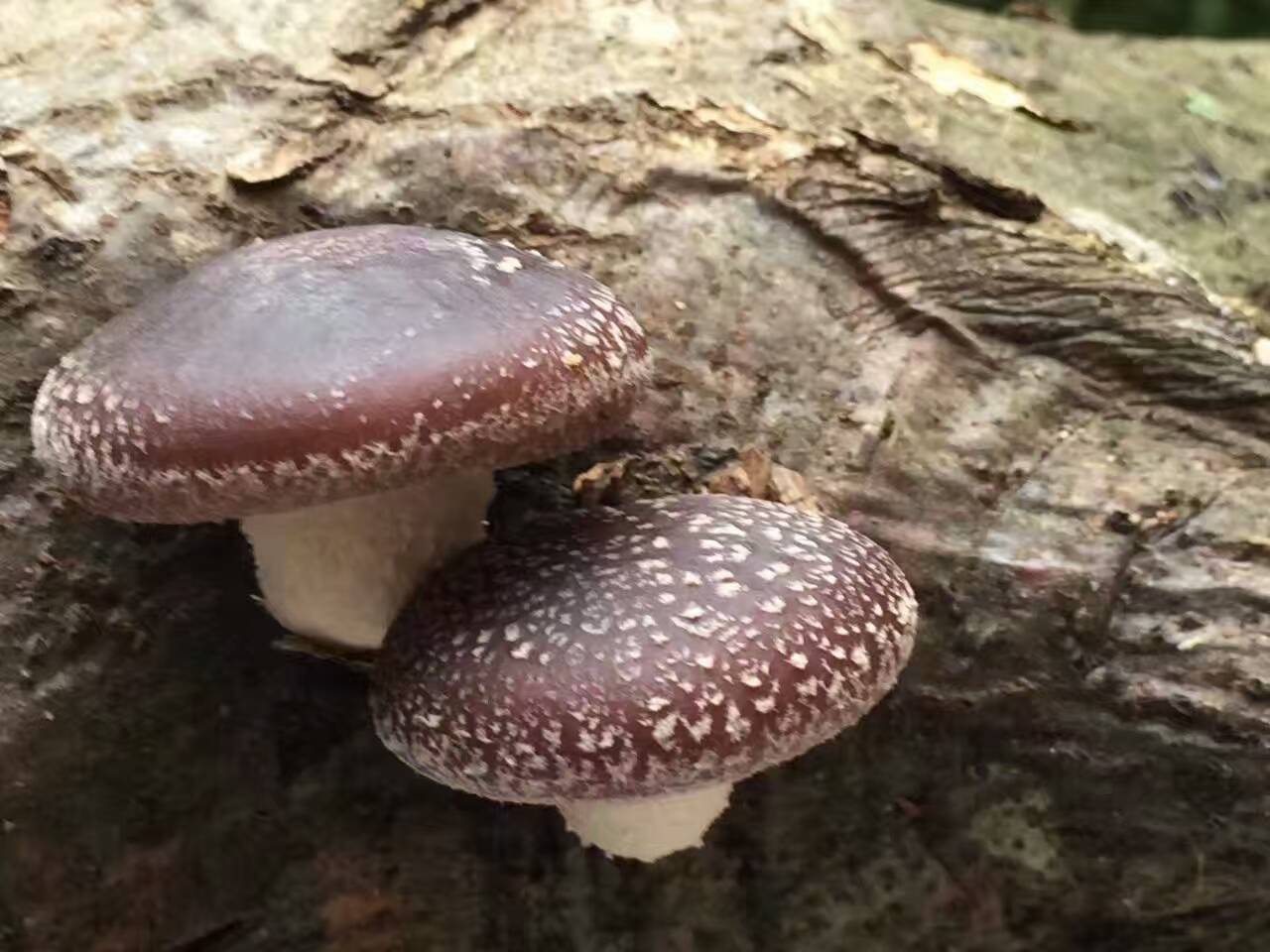 黏柄丝膜菌-甘肃太统—崆峒山真菌-图片