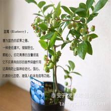 盆栽蓝莓树苗 南方种植南蓝 兔眼 夏普兰蓝莓苗 次年坐果基地出售