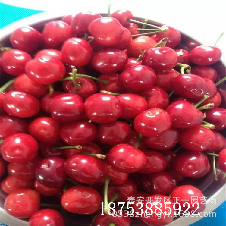 美早樱桃苗_樱桃苗 嫁接樱桃苗 美早樱桃苗价