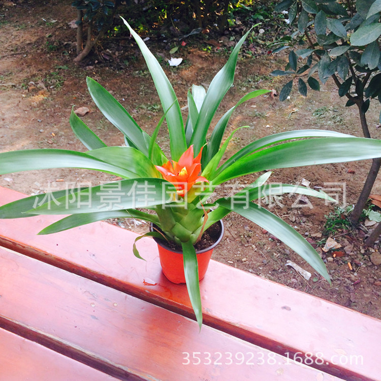 Best Sellers Bonsai Flowers Mini Home Furnishing indoor desktop Potted plant Pineapple originality Little Red Star Green plant wholesale