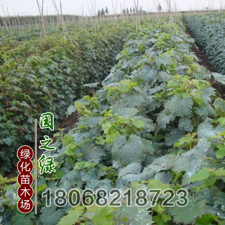 果树-超级早熟葡萄新品种红芭拉多葡萄树苗黑