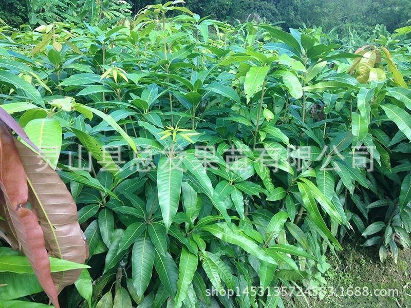 红贵妃芒果苗_果苗果树苗芒果苗 红贵妃 正品