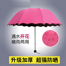 P1102 加厚遇水开花遮阳伞 创意黑胶太阳伞户外彩色晴雨伞三折伞