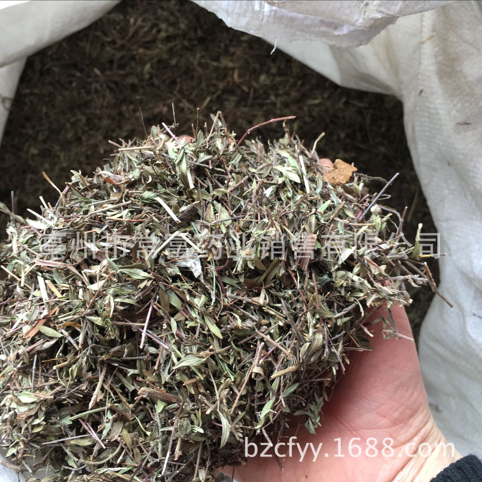 Dried Thyme Herb Bai Li Xiang 500g Culinary Seasoning for Western Cooking and Herbal Tea specifications