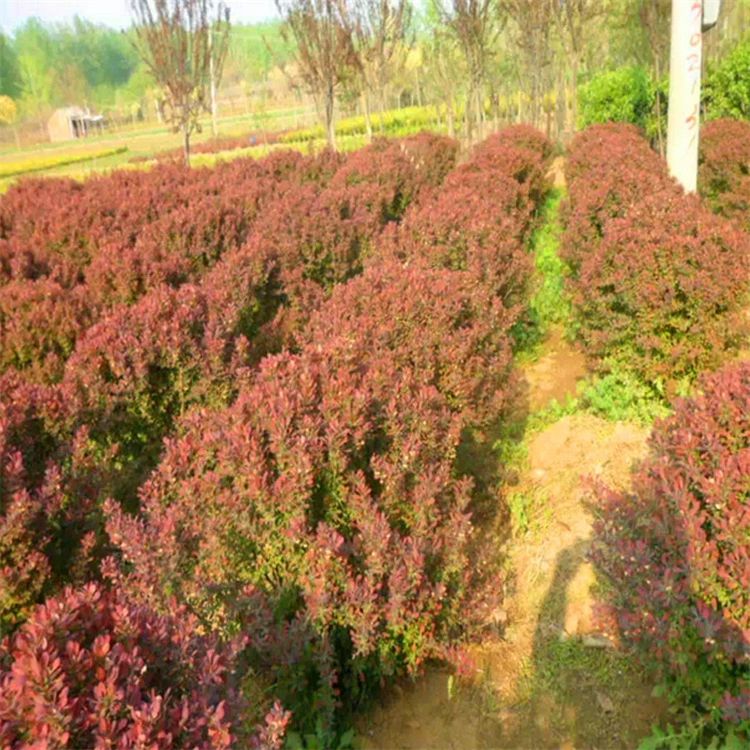 [Летающий дракон садоводство] Красные листья барбарбарисовые шарики имеют высокое качество и низкую цену