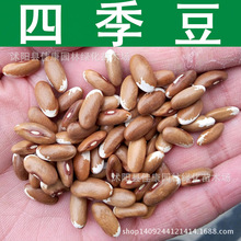 四季豆種子 菜豆 架豆 芸豆種子 1件=1斤