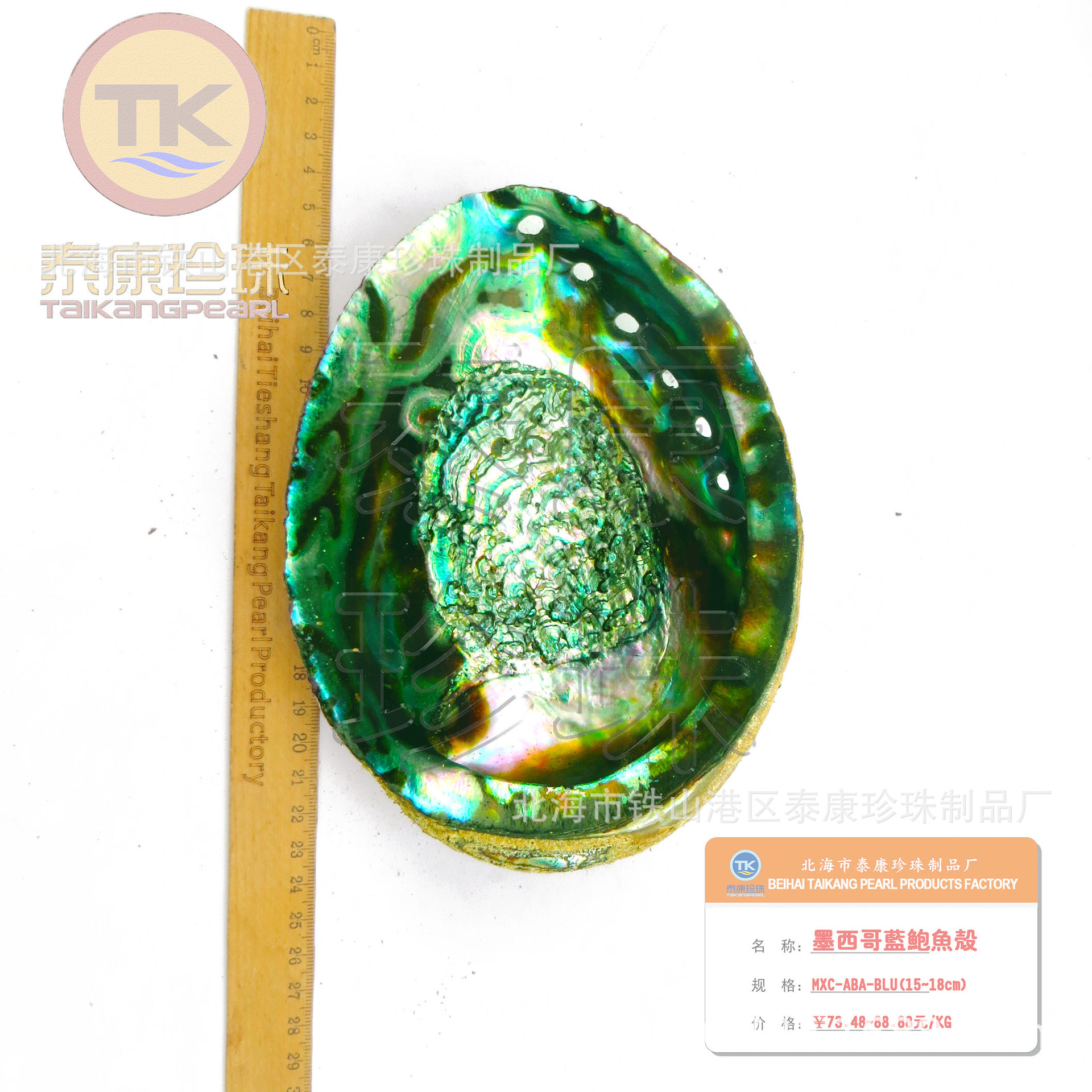 M墨西哥大蓝鲍鱼壳 (3)