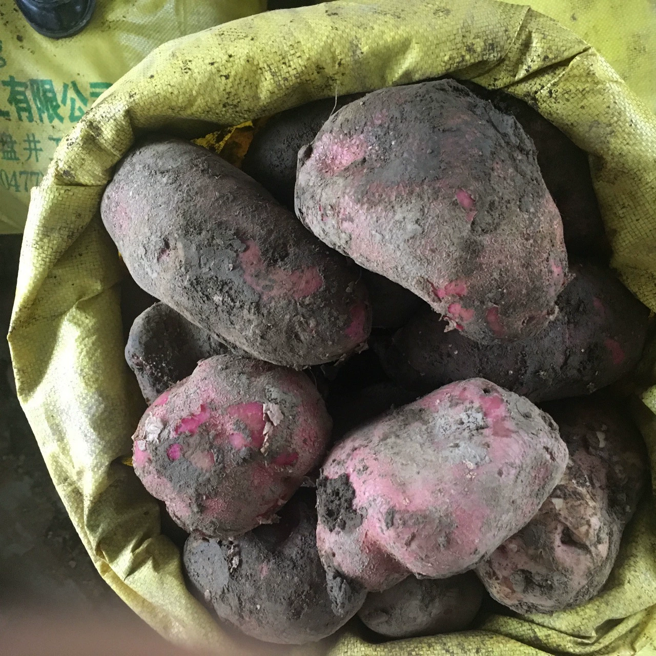 Новый Gansu Dingxi картофельный специализированный картофель Яйцо Картофель Профессиональный кооператив