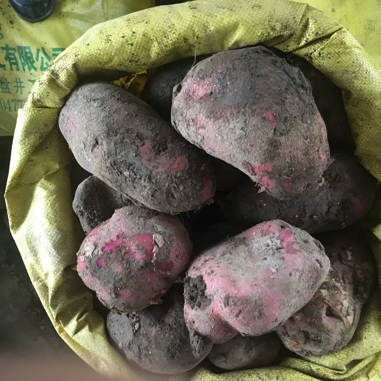 新甘肃定西土豆土特产洋芋蛋马铃薯农民专业合作社农产品自产自销