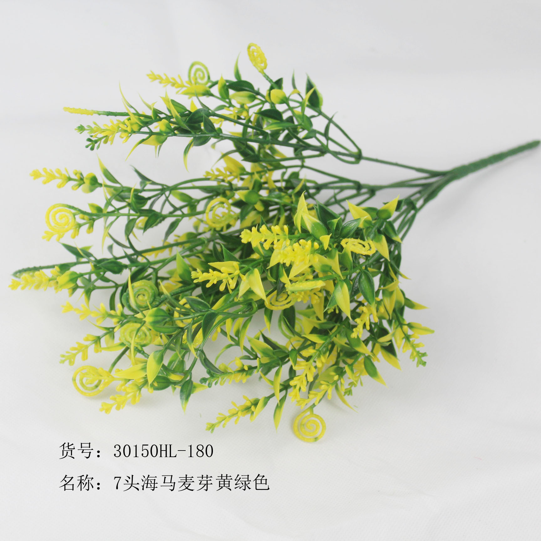 7头海马麦芽黄绿色