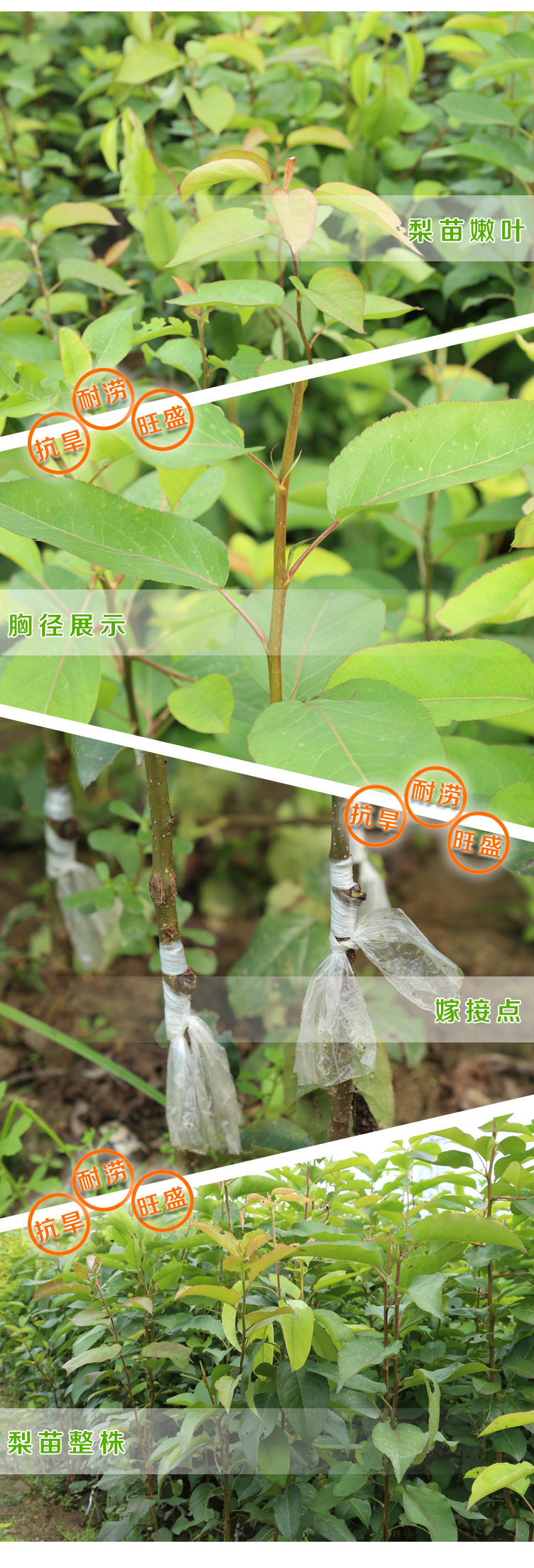 10.梨苗_06