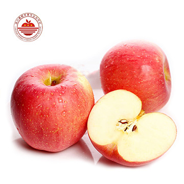优质洛川红富士苹果直供，果园批发当季新鲜水果，每个苹果75mm！