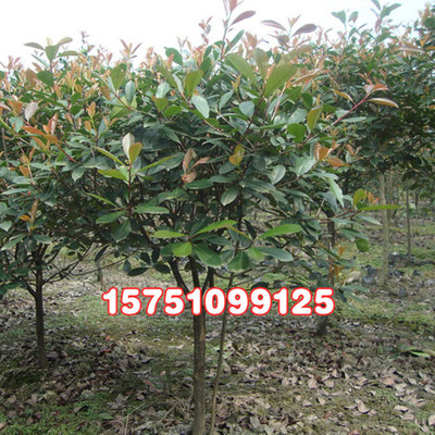 供應綠化苗木 紅葉石楠 紅葉石楠球 獨杆紅葉石楠各種規格