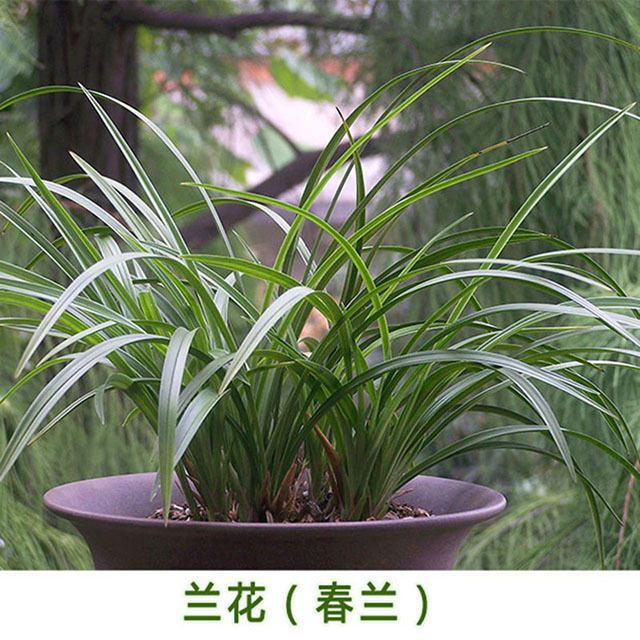 野生兰花_野生兰花供应商_野生兰花批发市场