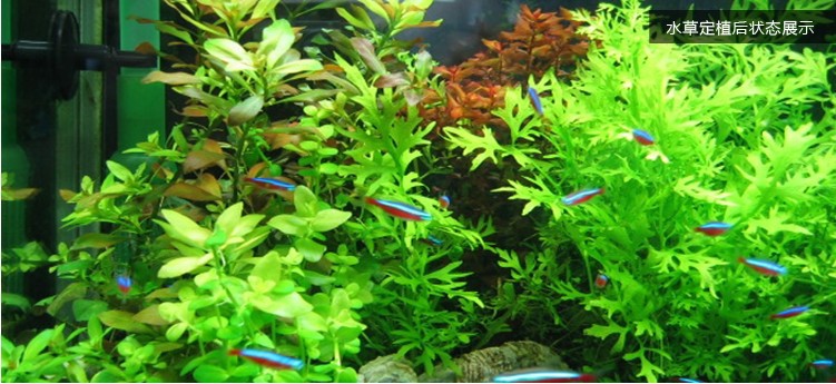 回到页面顶端 水罗兰描述 (6)