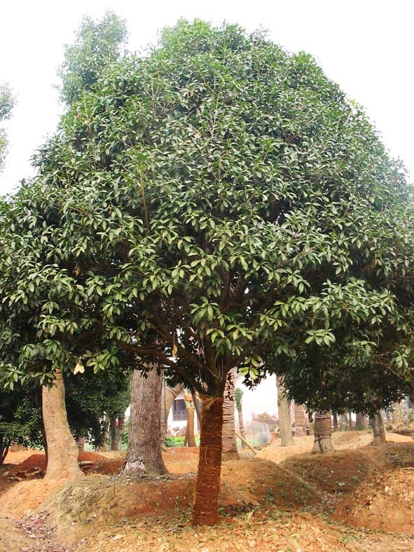 1021Q0F01010P0000R41