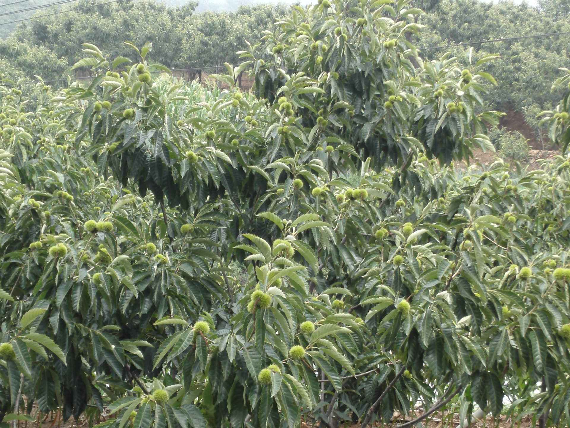 microMsg.1437623956917