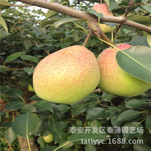 紅梨 1公分嫁接水晶梨樹苗價格 基地出售黃金梨 秋月 豐水梨苗