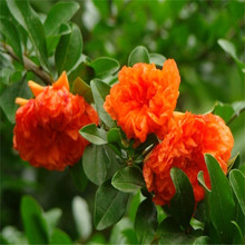 重瓣石榴价格_最新重瓣石榴价格\/批发报价_重