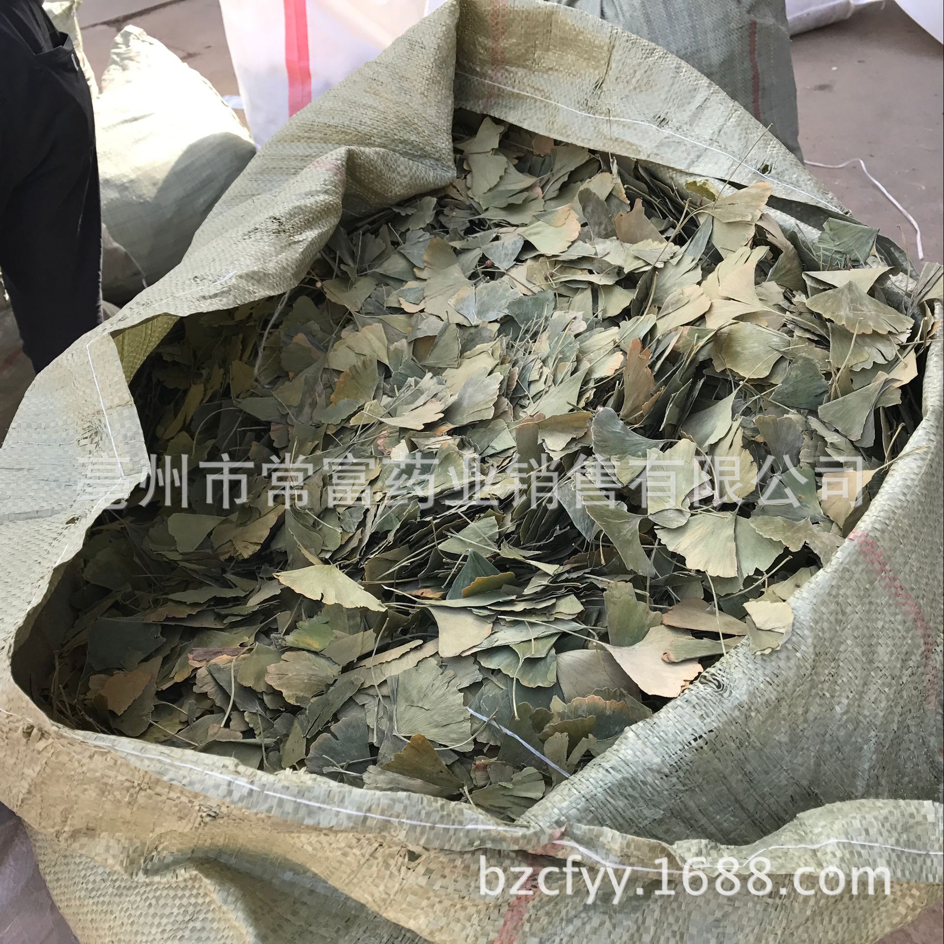 Ginkgo Leaf Tea Yin Xing Ye Dried Ginkgo biloba Leaves Triangular Teabags Fresh Green Cut Leaf 500g quality and texture
