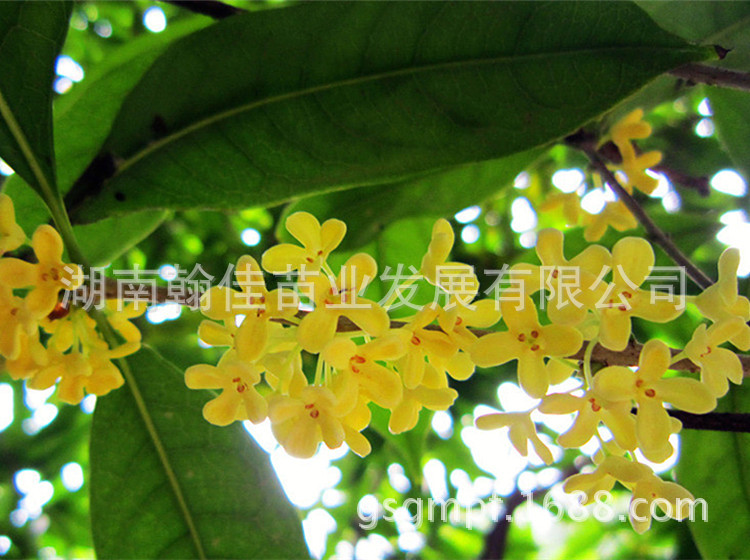 【广西南宁农科院果苗】_广西南宁农科院果苗