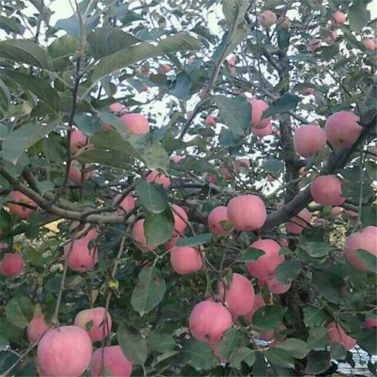 QQ图片20161025102124