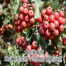 黄岩蜜桔_2正宗黄岩蜜桔蜜橘果树苗柑橘柑桔