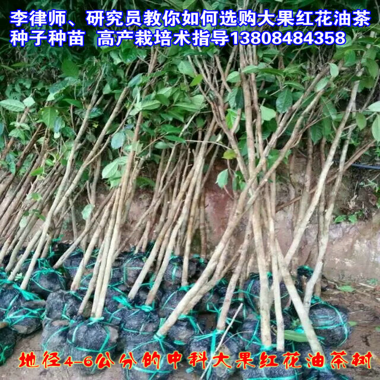 大果红花油茶苗 油茶果树苗木基地嫁接苗18