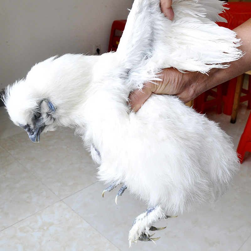地標泰和白鳳烏雞 農家散養土雞1年生雞肉新鮮整雞烏骨雞