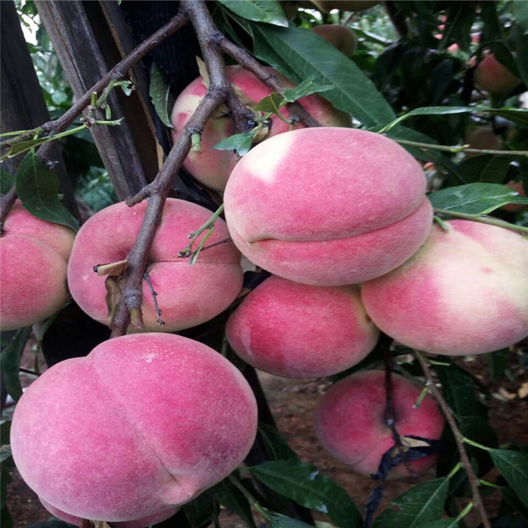 永莲蜜桃桃树苗 中晚熟桃树 适合河北种植的好品种桃树苗 高糖分