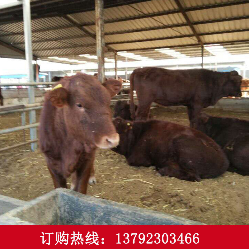 西门塔尔牛和利木赞牛哪个品种的肉质鲜美 肉牛活牛价格