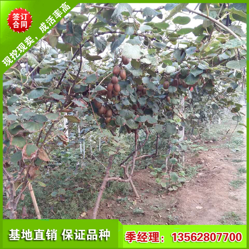 果树-猕猴桃树苗哪里有卖的 猕猴桃栽培技术 泰