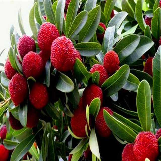 Bán buôn cây cây giống thực Yangmei Yangmei cây giống tiếp thị trực tiếp chất lượng cao cây giống cây ăn quả trong chậu bayberry đỏ cây Myrica Cây ăn quả