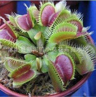 Венерина мухоловка Кордицепс в горшке [Венерина мухоловка Семена] Семена цветов каннибализма для ловли комаров, чтобы ловить мух