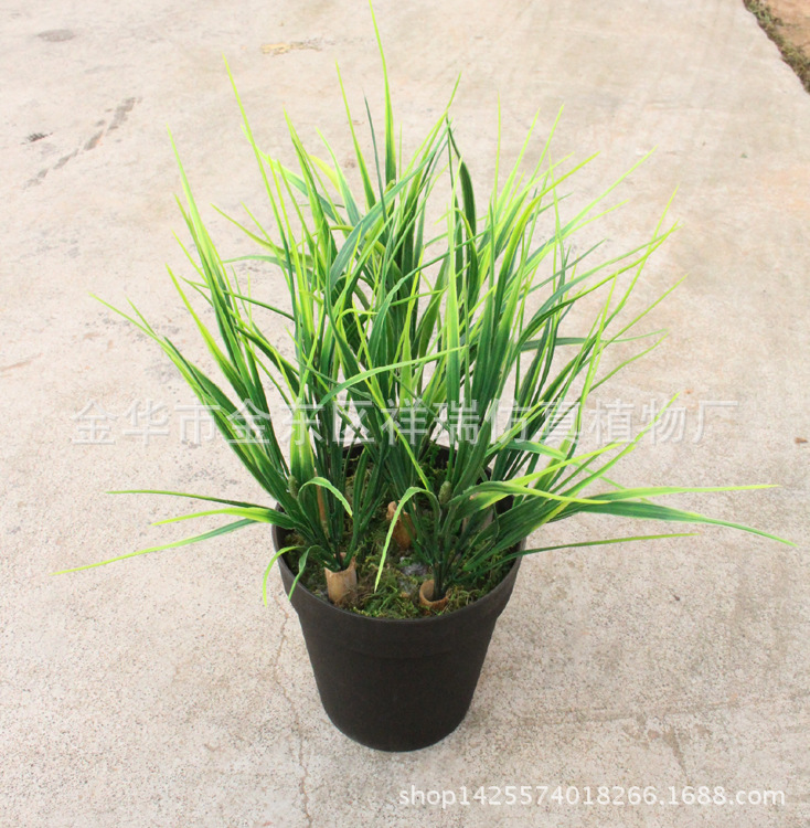 XRB-155把束大秧苗4