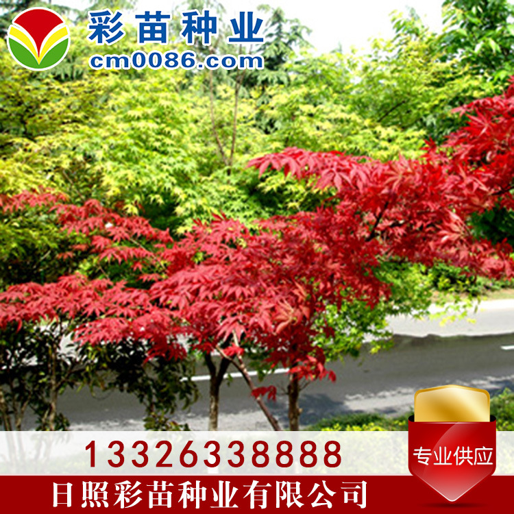 日本红枫小树景观树2