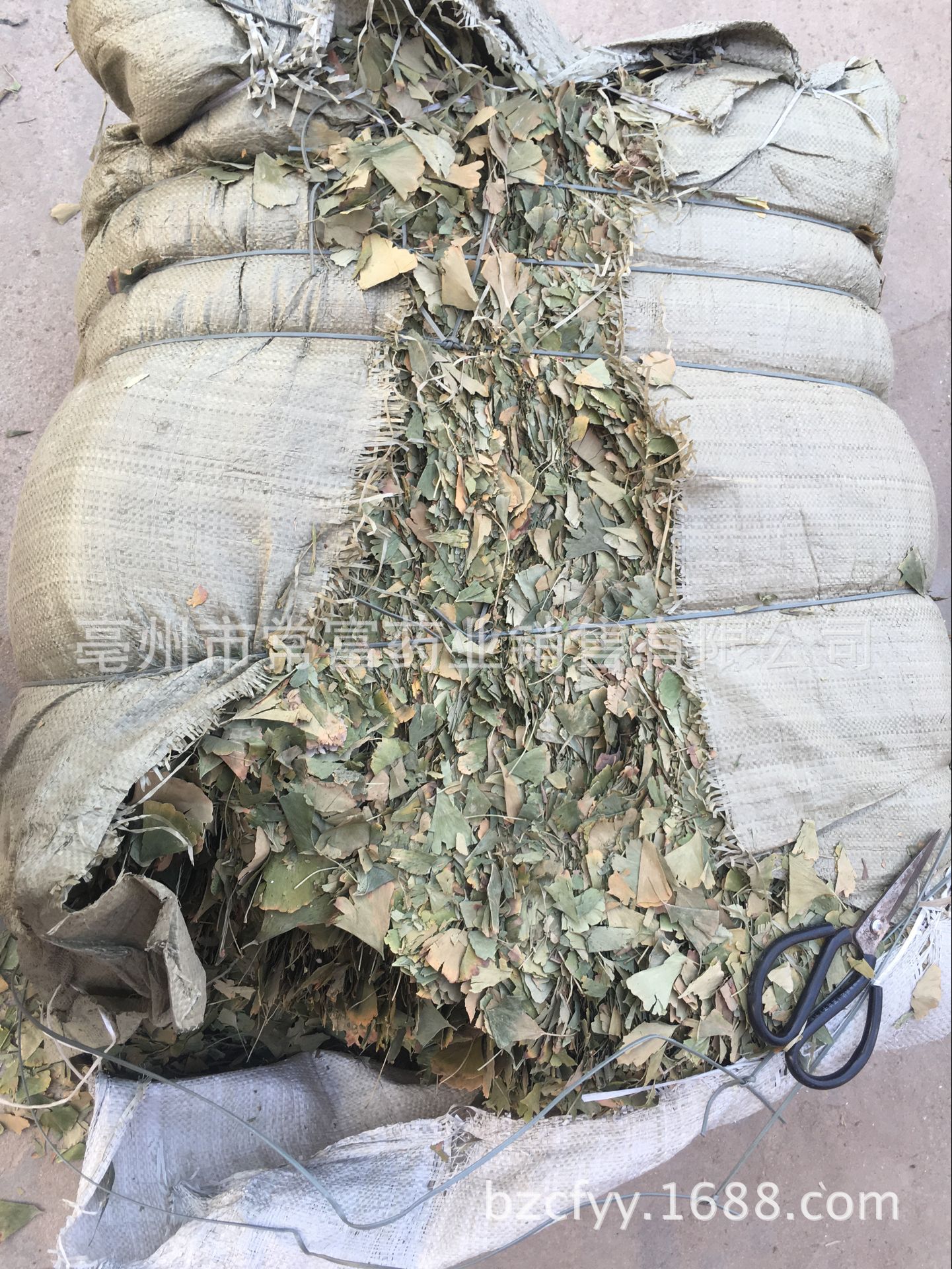 Ginkgo Leaf Tea Yin Xing Ye Dried Ginkgo biloba Leaves Triangular Teabags Fresh Green Cut Leaf 500g preparation
