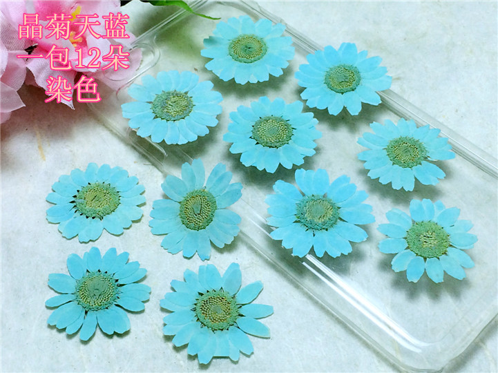 晶菊天蓝