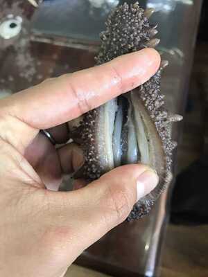 Dalian sea cucumber Instant sea cucumber Live sea cucumber Taste
